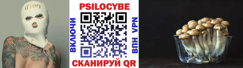 Купить закладки  Заволжск  Псилоцибиновые грибы Psilocybine cubensis 